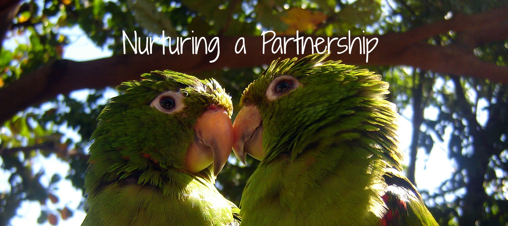 Partnership Therapy - Nurturing a Partnership - Two Parrots with beaks touching