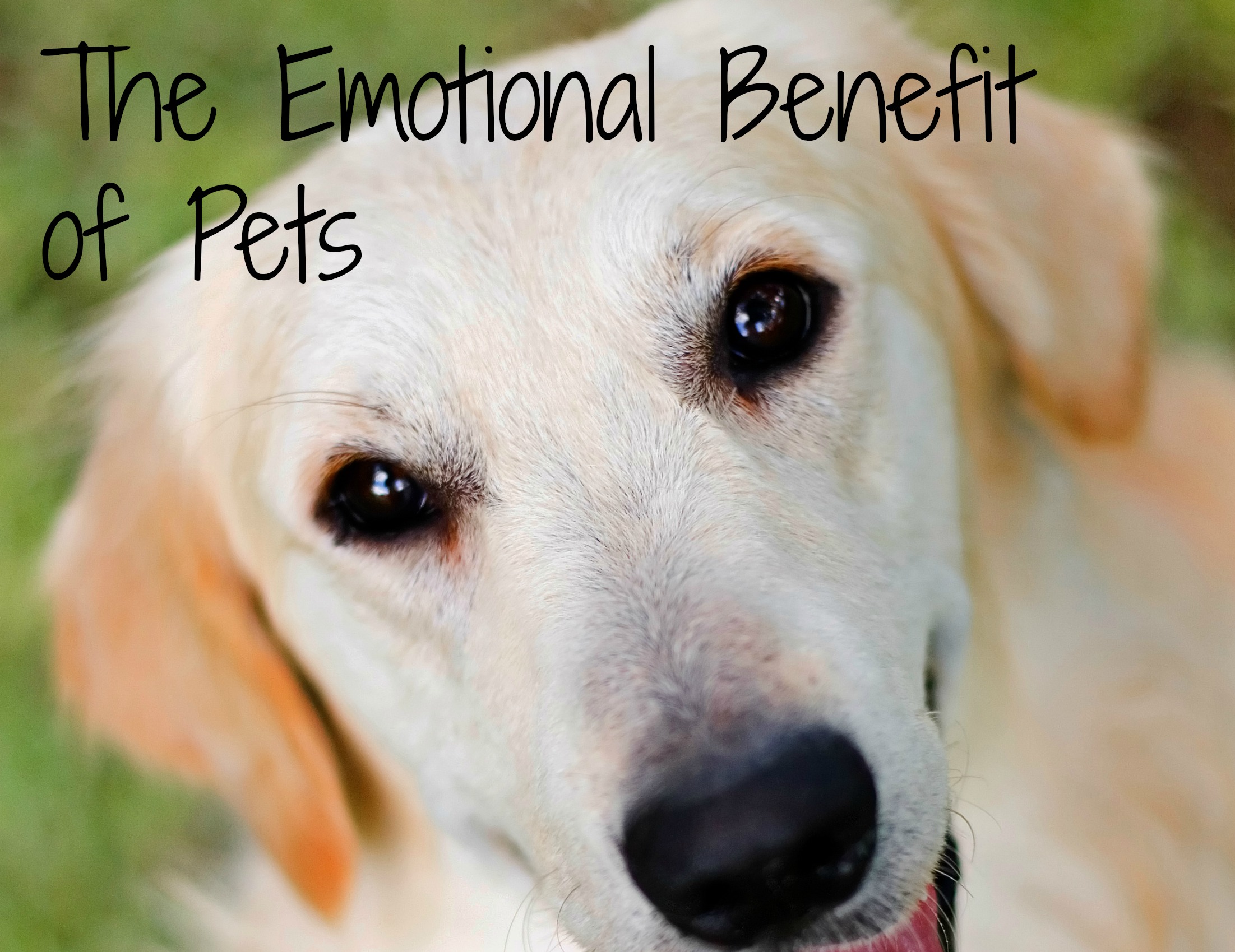 Therapy with Pets - The Emotional Benefits of Pets - An image of a dog
