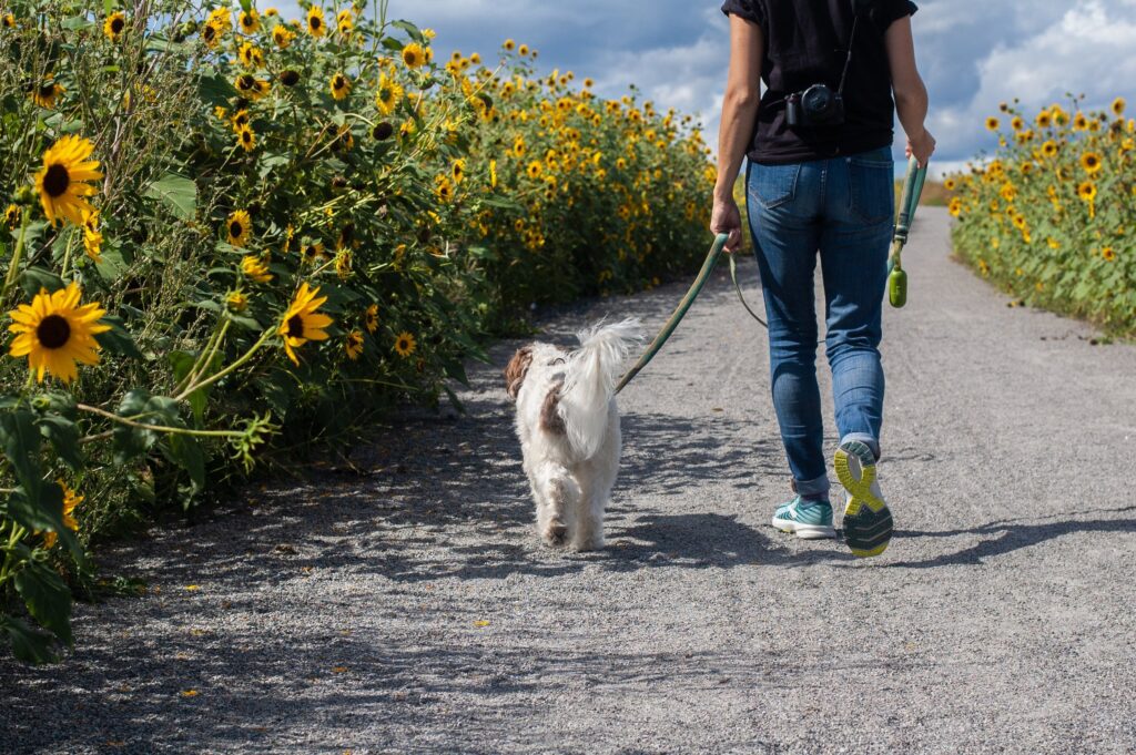 Greenwood Counseling Center woman walking her dog in Denver Colorado needing therapy