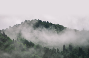 Misty forest valley over dark pines with fog,